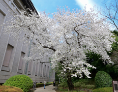 「東京国立博物館の桜満開」-3