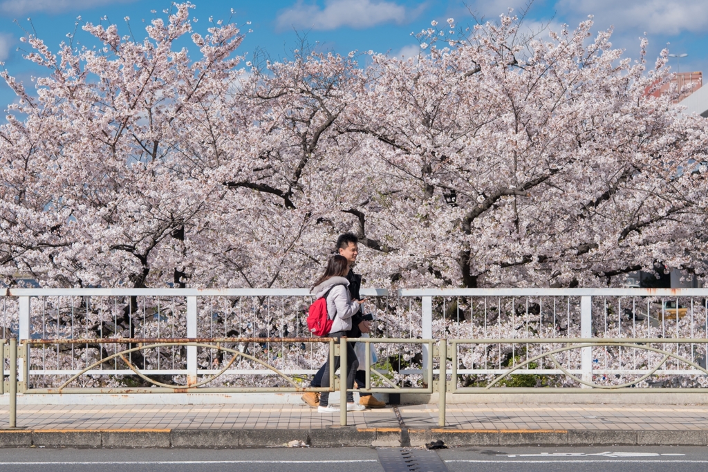 ［８７］「春爛漫」DSC_6529