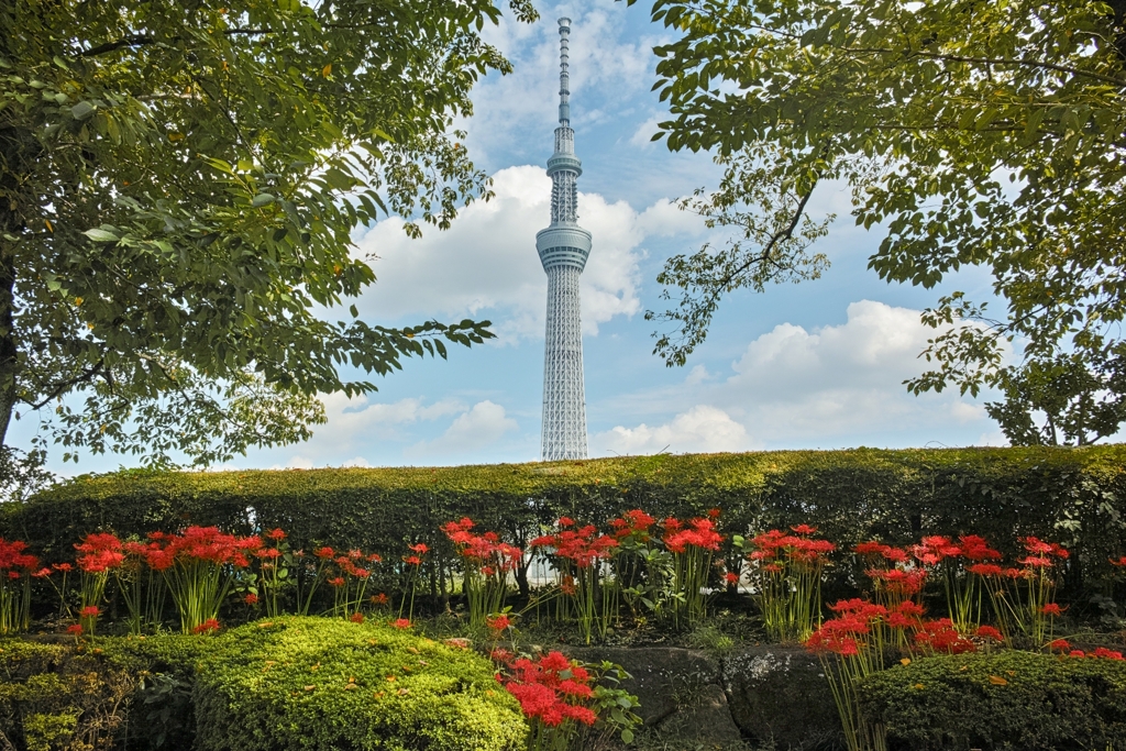 「東京スカイツリー・彼岸花」