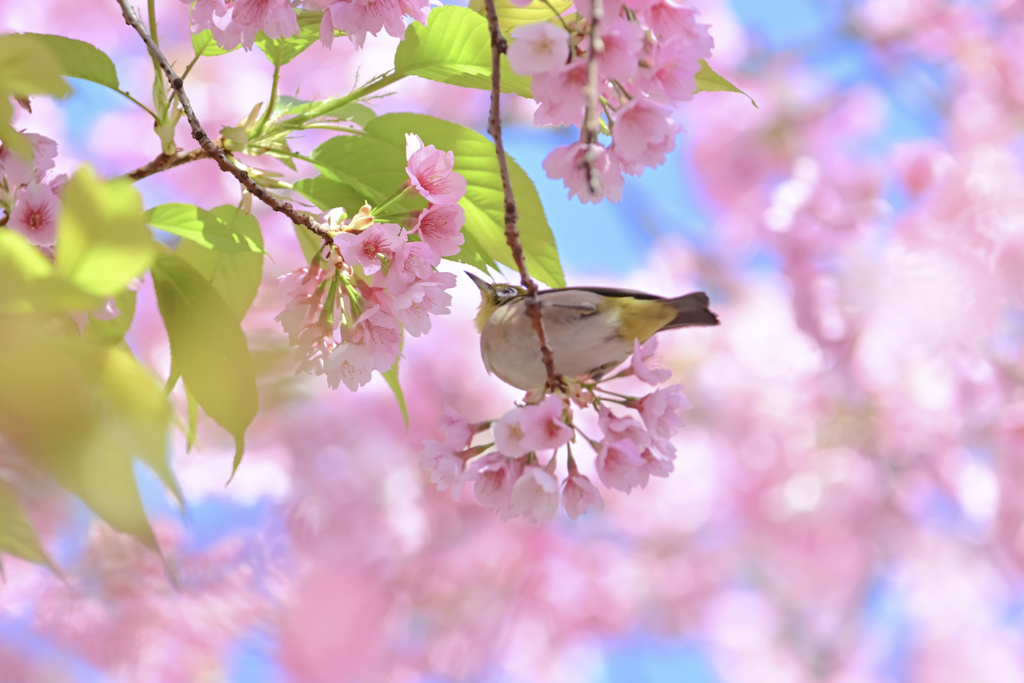 「満開の大寒桜とメジロ」-5