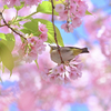 「満開の大寒桜とメジロ」-5
