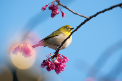 「春の輝き」