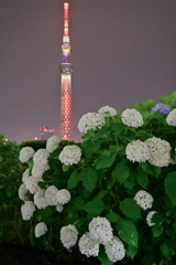 「白い紫陽花」