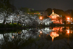 ②「夜桜花見」