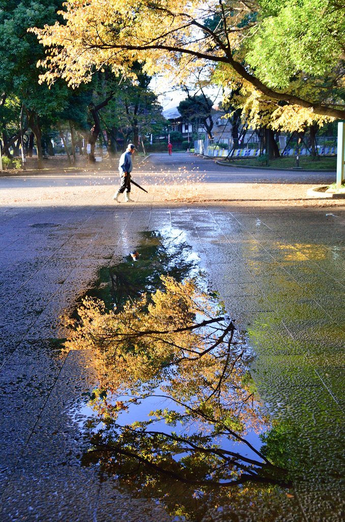 ［１５］「黄葉」（上野公園）-1