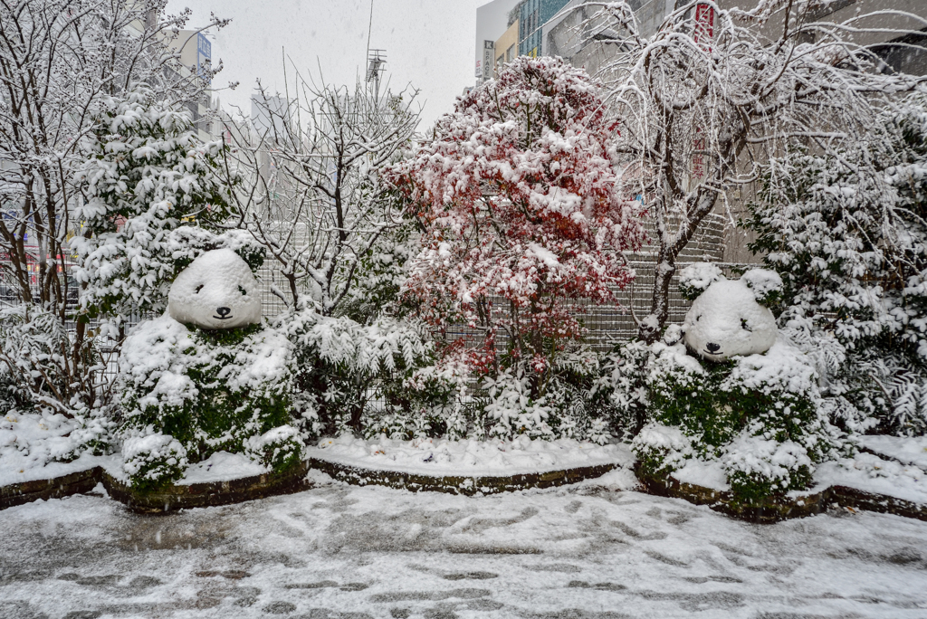 「Snow Panda」