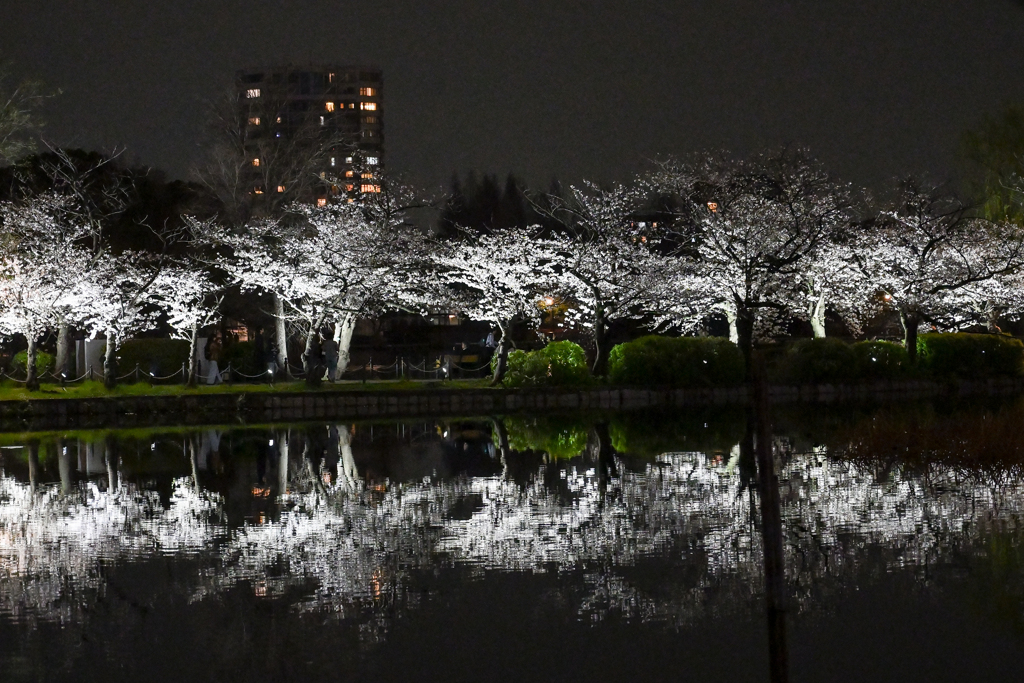 「夜桜花見」-2