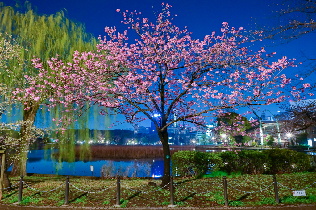「ヨウコウ桜」