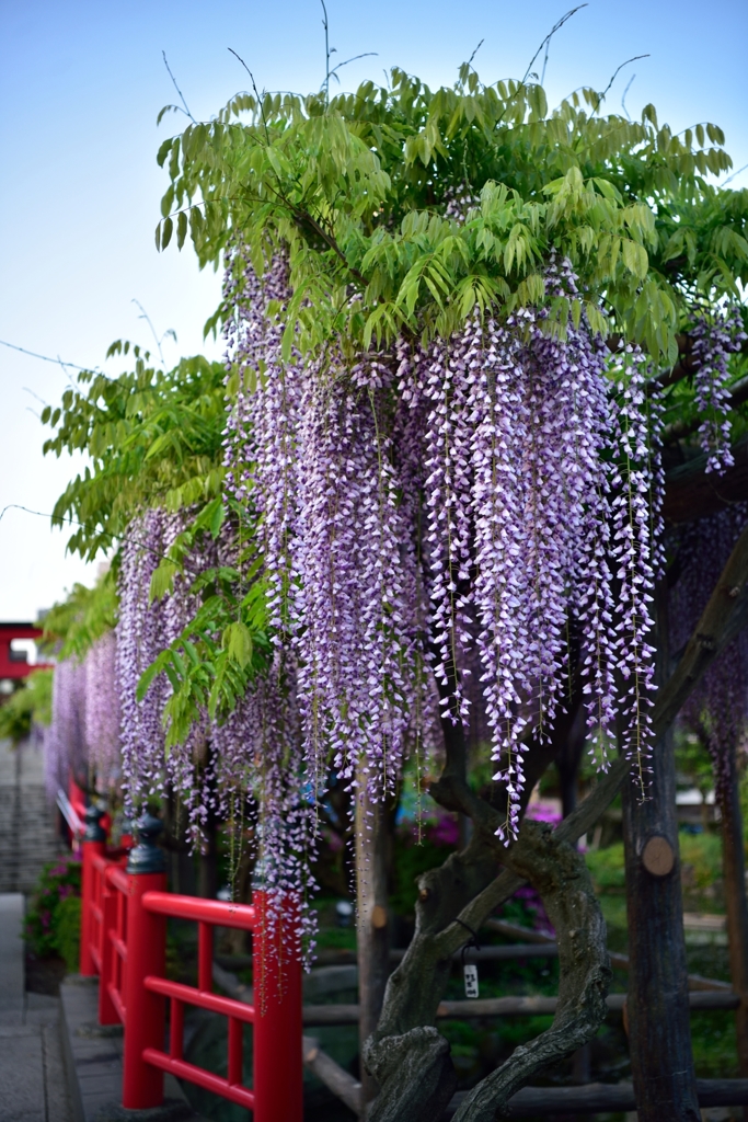 ［１００］「藤・亀戸天神社」DSC_6832