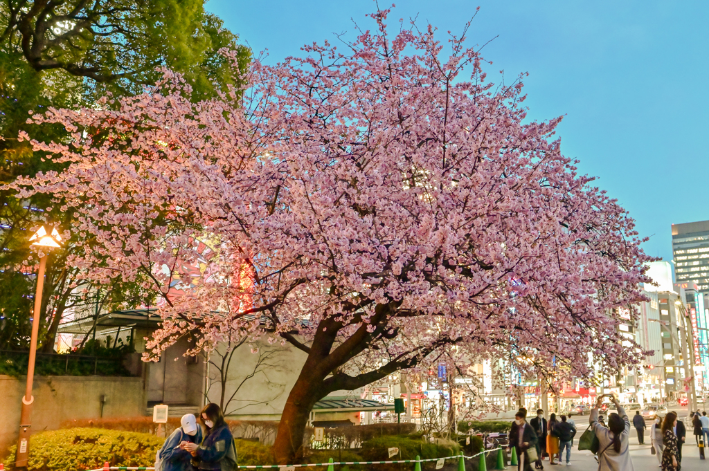 「上尾公園入り口の大寒桜」