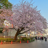 「大寒桜咲く」