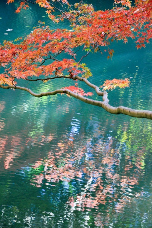 ［８］「紅葉」（六義園）