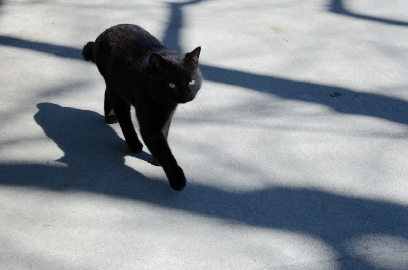 ［３］「黒猫」（隅田公園）N57-2231