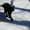 ［３］「黒猫」（隅田公園）N57-2231