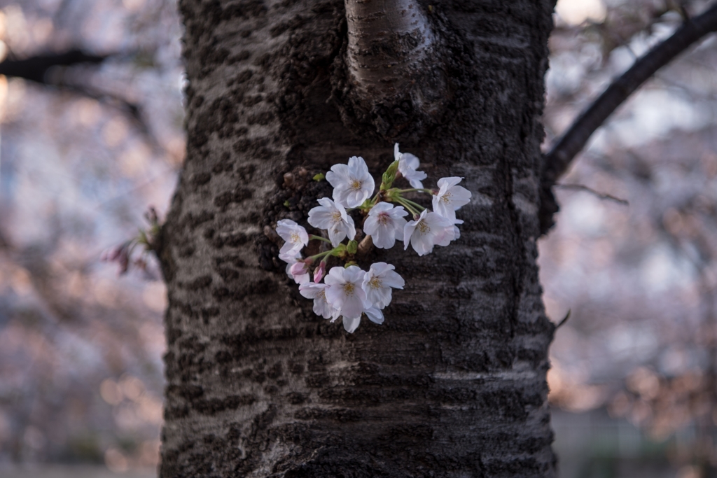 ［８９］「胴付き桜・目黒川」DSC_6297