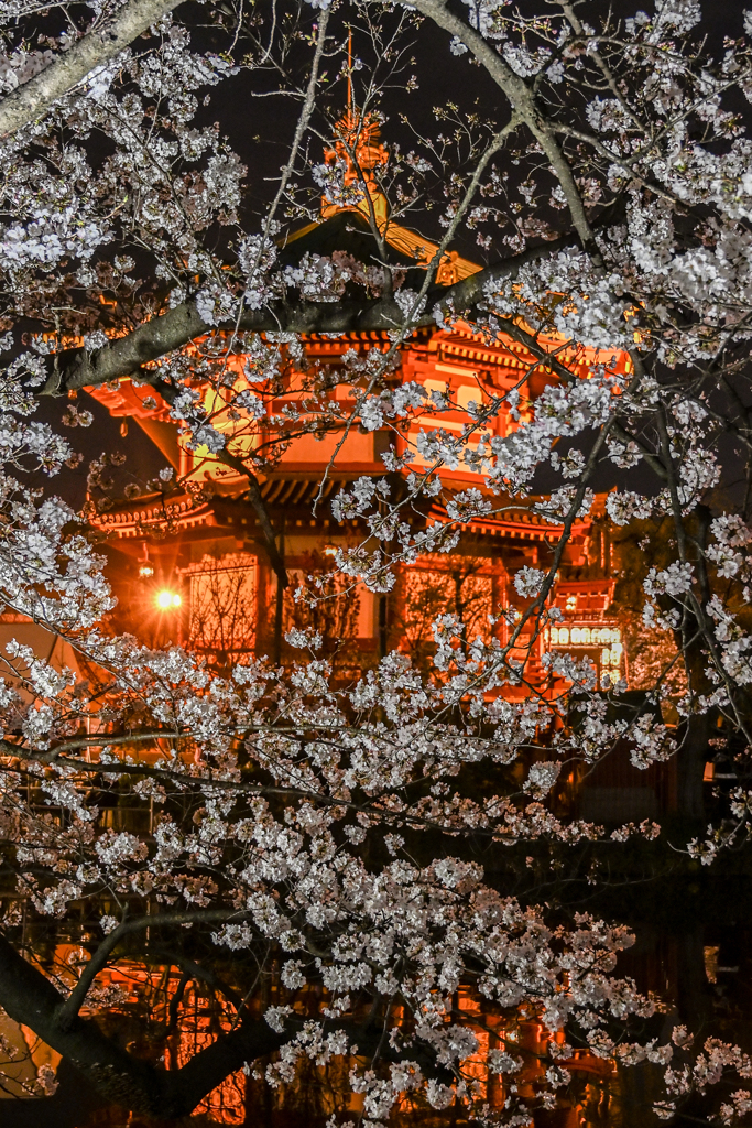 「夜桜幻想」