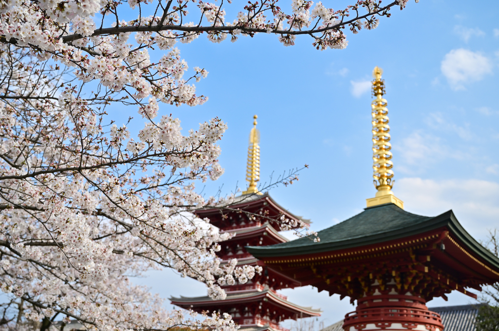 「桜満開　春到来」（その４）