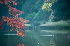 「六義園の紅葉」DSC_3566