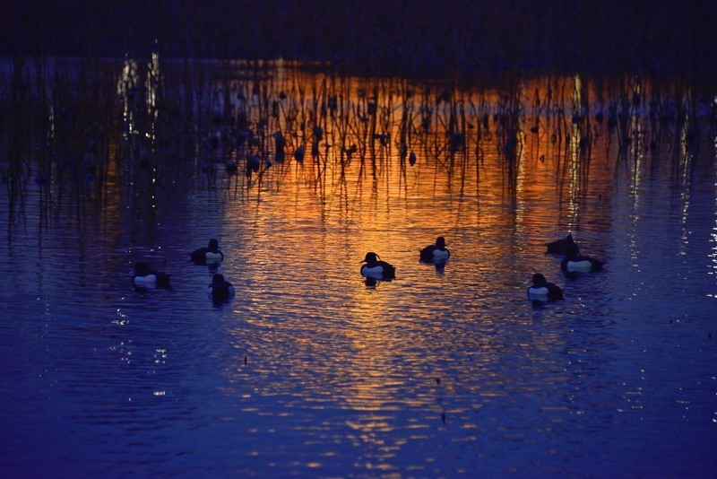 ［１０］「黄昏時の不忍池」