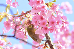 「満開の大寒桜とメジロ」-3