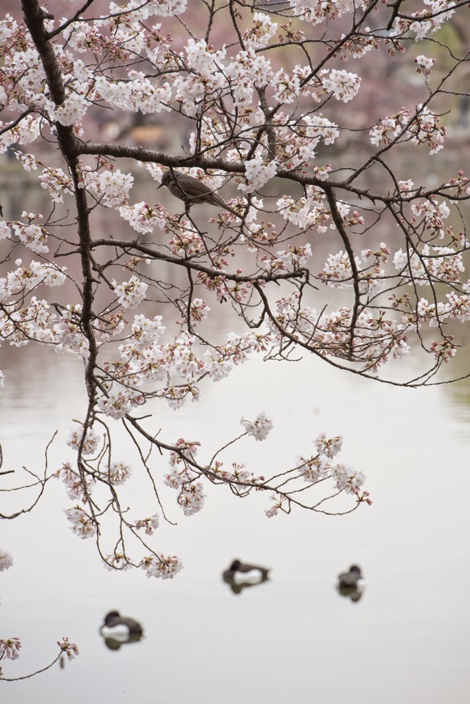 ［９０］「桜と鳥・不忍池」