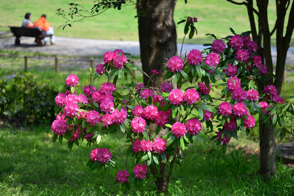 「シャクナゲの花咲く公園」