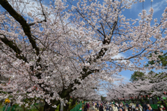 「上野公園の桜満開」-3