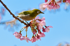 「上野公園・大寒桜」