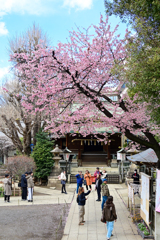 ［河津桜」