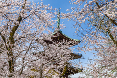 「春爛漫の上野東照宮」-2