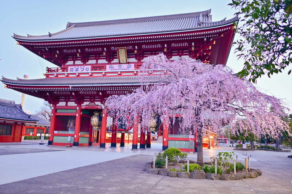 「浅草寺 桜」