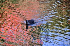 [５］「六義園の秋」_01