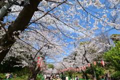 「上野公園の桜満開」