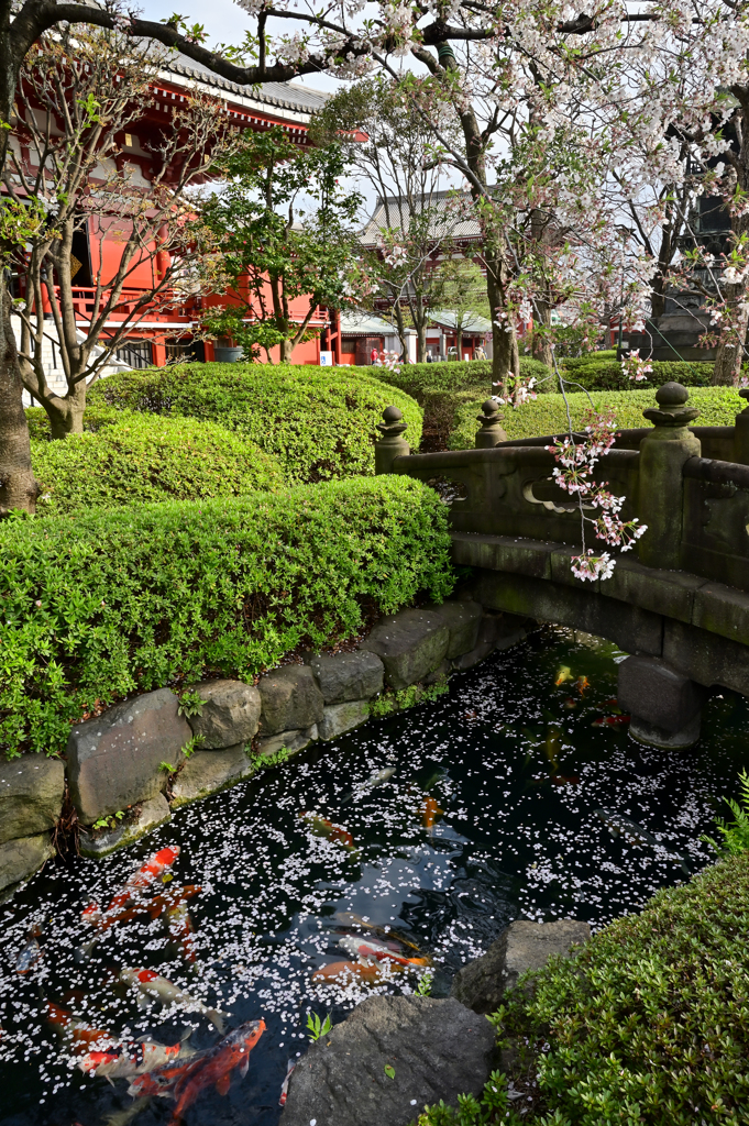 「桜満開　春到来」（その２）