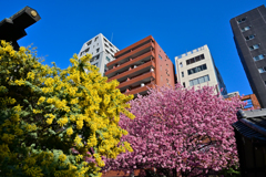 「蔵前神社のミモザと早咲きの桜」