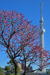 「梅と東京スカイツリー」