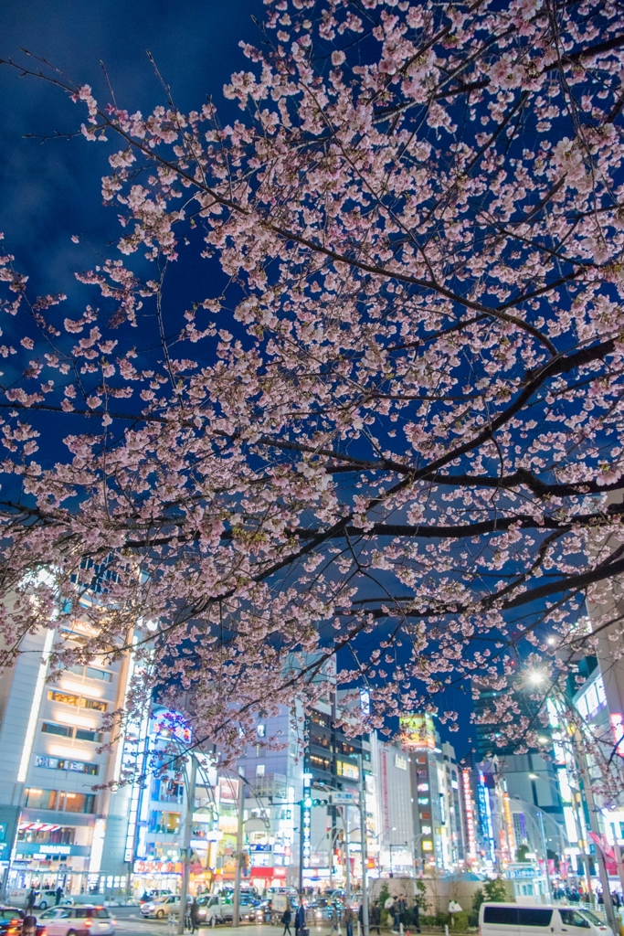 ［７７］「大寒桜咲く上野公園」DSC_5920