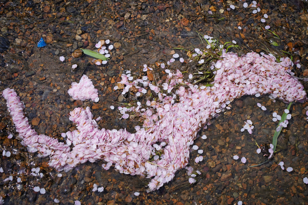 桜の竜