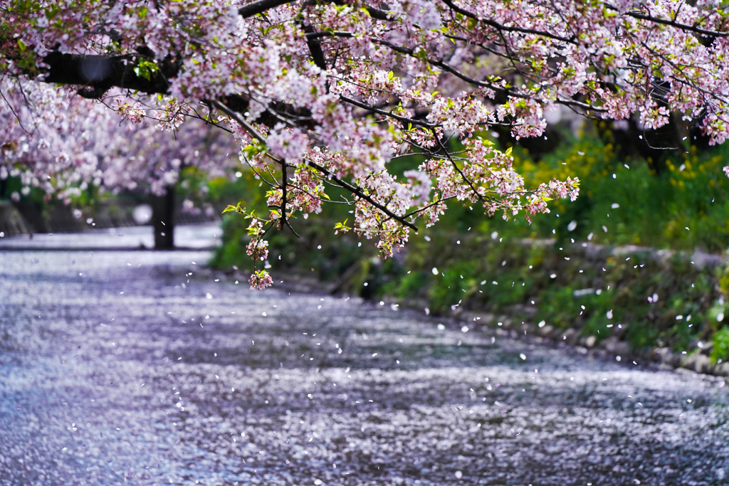 花吹雪