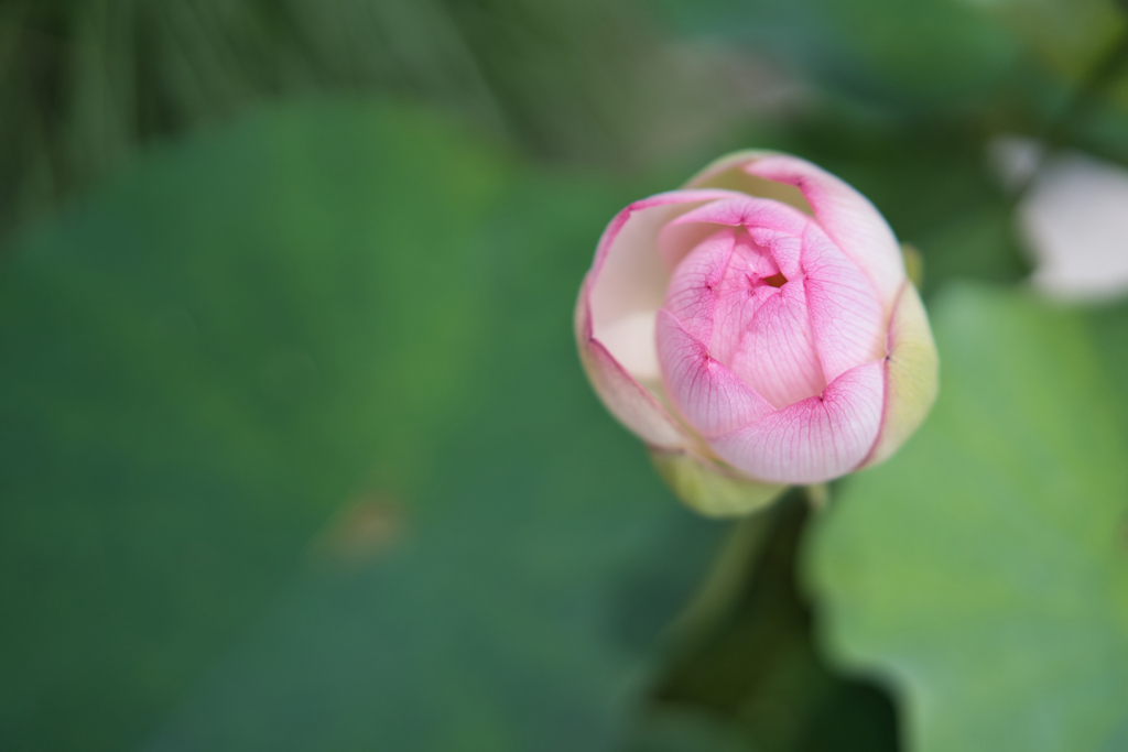 蓮の花