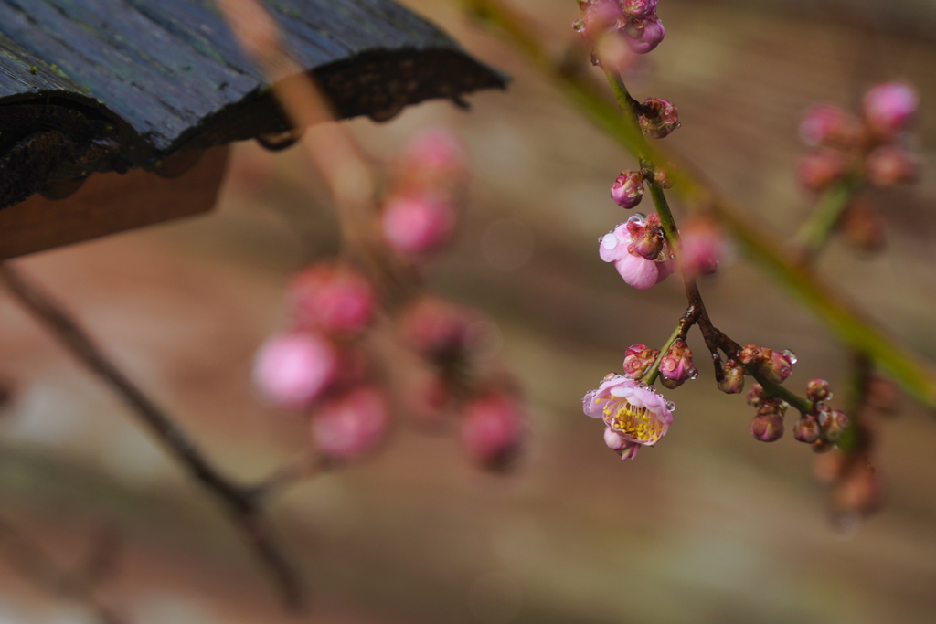 春の花びら