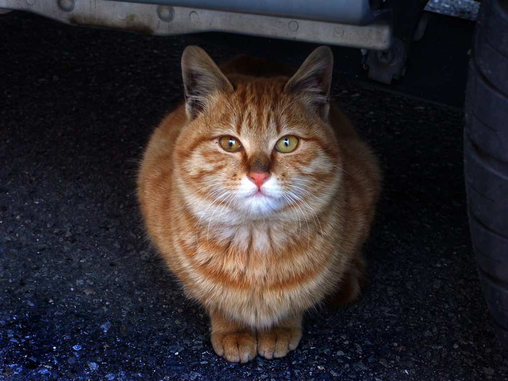 猫
