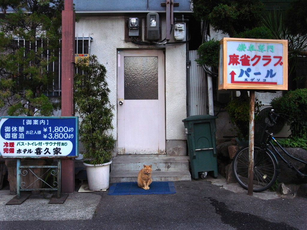 新世界の猫