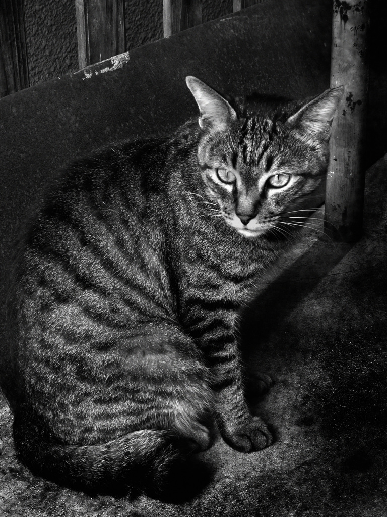 Osaka cat_12