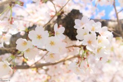 さくら
