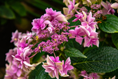 紫陽花の銀河