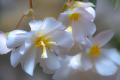 Begonia
