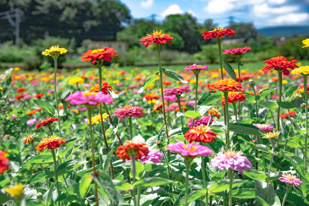 初夏の花畑
