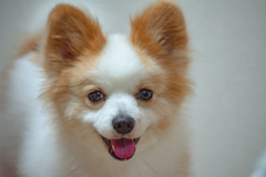 お前俺の飼い犬ならば･･･