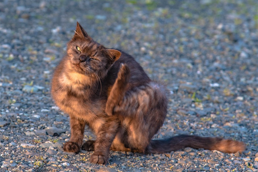 夕暮れ猫